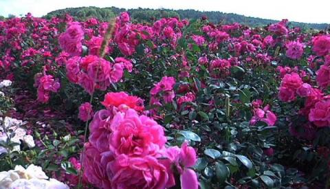 Під Вінницею розквітло трояндове поле Рис.1