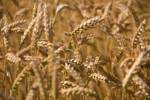 Reuters: Якість врожаю пшениці загострить конкуренцію України і Росії Рис.1