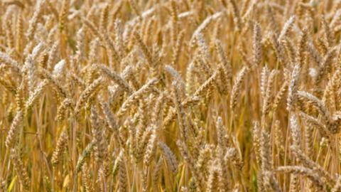Сільгоспвиробники України встановили новий рекорд з експорту зерна Рис.1