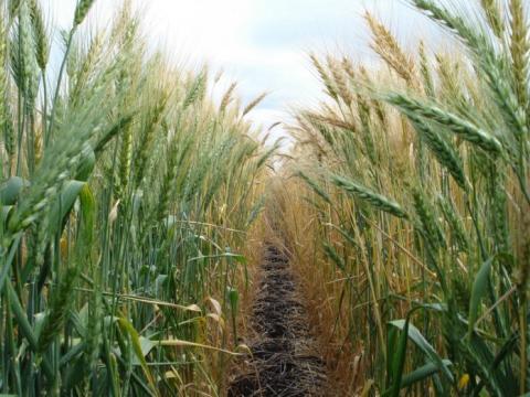 Сучасні сорти пшениці більш стійкі, ніж вважалося раніше Рис.1