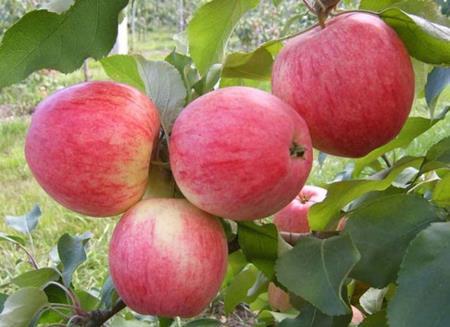 Українські яблука врожаю 2019 року вже у продажу Рис.1