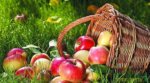 Урожай яблук може скоротитися через погодні умови Рис.1