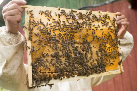 В Україні масово мруть бджоли, провокуючи подорожчання меду Рис.1