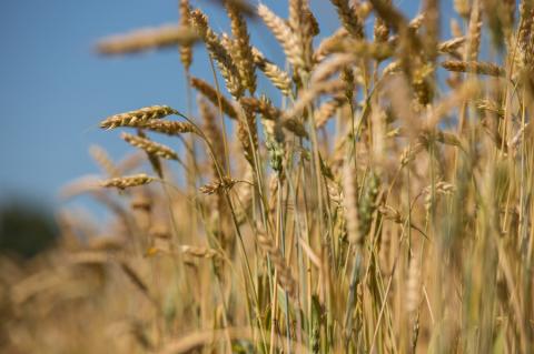 В Україні очікується хороший врожай пшениці, неоднорідна якість та мінімальний ціновий спред на продовольче та фуражне зерно Рис.1
