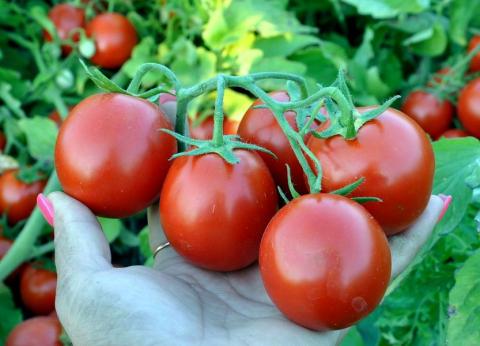 В Україні почав дорожчати томат Рис.1