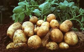 В Україні продовжують масово скорочуватись площі під картоплею Рис.1