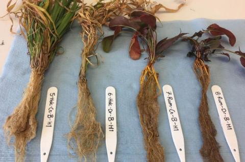 В умовах посухи рослини диктують своїм мікробіомам моделі поведінки Рис.1
