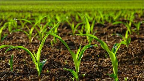 Вчені розробляють ГМО культури, які будуть краще вбирати залізо з грунту Рис.1