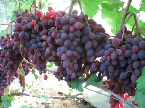 Вітчизняні вчені працюють над створенням безнасінних сортів винограду Рис.1
