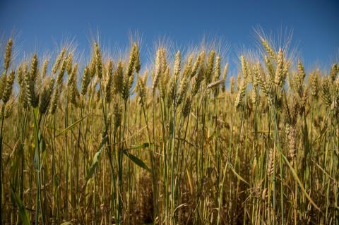 Жнива-2019: Майже всі області приступили до збирання ранніх зернових культур Рис.1