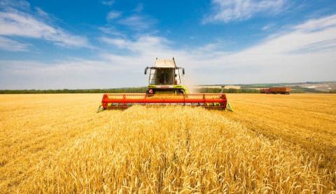 Жнива-2019: В Україні зібрано зерна з понад 8 млн га площі Рис.1