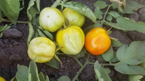 Аграрії Полтавщини мають серйозні проблеми з томатами Рис.1