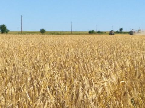 Аграрії Запоріжчини зібрали рекордний за часи незалежності врожай зерна Рис.1