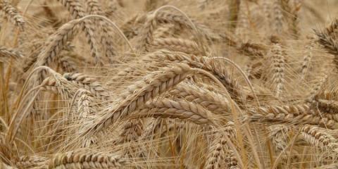 BASF виведе на ринок гібрид пшениці Рис.1