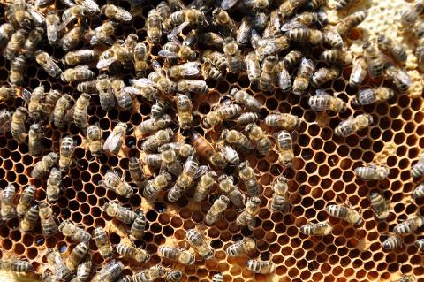 Через отруєння пестицидами в Україні загинуло 40 тис. бджолосімей Рис.1