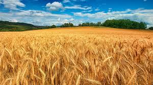 Ціни на пшеницю відновилися завдяки спекулятивним купівлям Рис.1