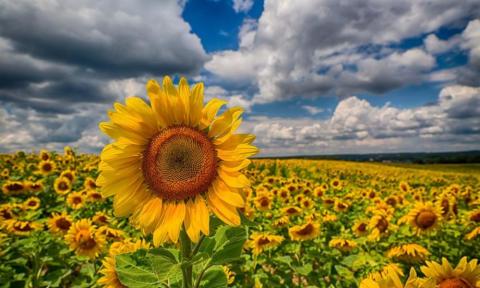 Елеватори півдня України почали прийом соняшнику нового врожаю Рис.1