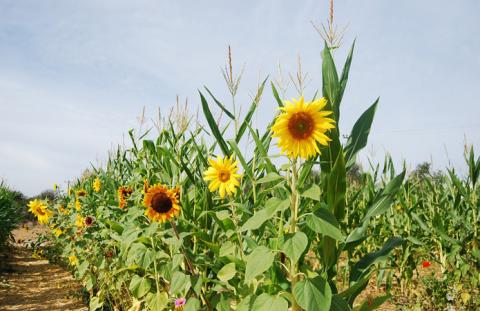 Гідрометцентр: Соняшнику, кукурудзі і цукровим бурякам не вистачає вологи Рис.1