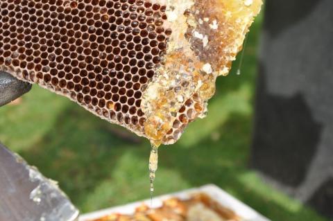 Інноваційний медовий порошок дасть новий стимул для розвитку бджільництві Рис.1