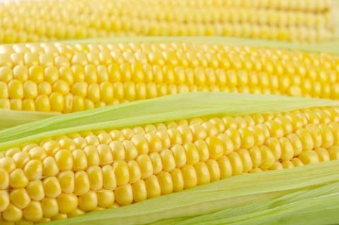 На гектарі солодкої кукурудзи в Україні можна заробити до 5 тисяч доларів Рис.1