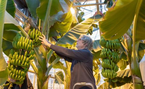 Нідерландські вчені протестували вирощування бананів в теплицях Рис.1