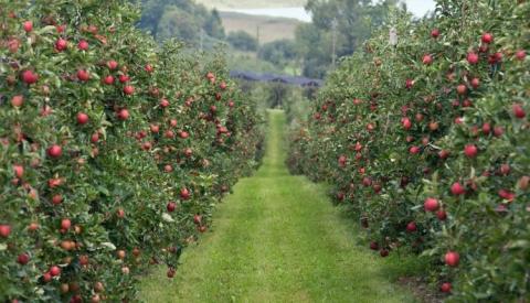 Нові яблуневі сади – одна з найпривабливіших інвестиційних ніш Рис.1