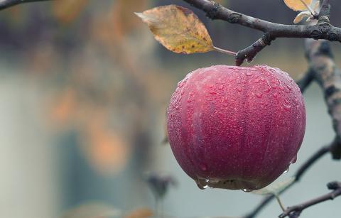 Обсяг попиту на яблуко з України перевищує обсяг виробництва продукції необхідних сортів Рис.1