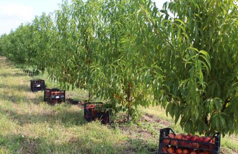 Перший на Волині промисловий персиковий сад дав урожай Рис.1