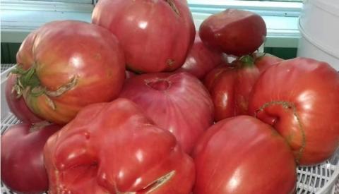 Під Запоріжжям родина фермерів вирощує помідори-гіганти Рис.1