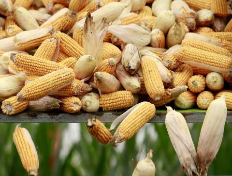 Україна витісняє США з китайського ринку кукурудзи через торговельну війну Трампа Рис.1