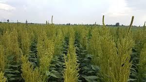 Українські фермери налагодили експорт продуктів з амаранту Рис.1