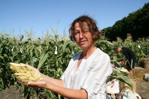 Українські вчені створили кукурудзу для схуднення Рис.1