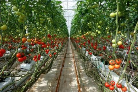 В Туреччині вирощують помідори в геотермальних теплицях Рис.1