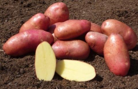 В Україні дешевшає картопля Рис.1