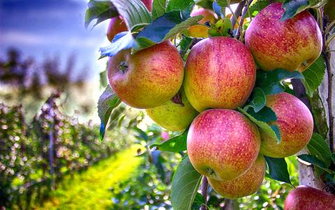 В Україні очікують близько мільйона тон врожаю яблук Рис.1