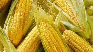 В Україні спостерігається дефіцит насіння цукрової кукурудзи — селекціонер Рис.1