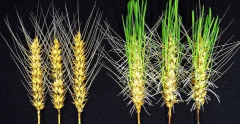 В Японії створили дощостійкий сорт пшениці Рис.1