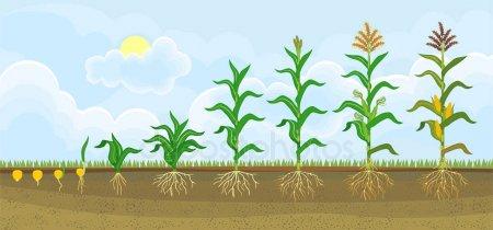 Вчені розробили модель для прогнозування врожайності кукурудзи Рис.1