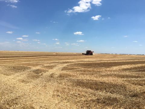 Вінницька область зібрала ранніх зернових на 300 тис. т більше Рис.1