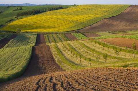 56% українців хочуть продати свою землю Рис.1
