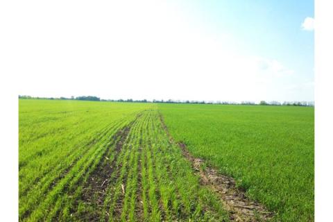 Аграріям пропонують вигідне і високоокупне рішення для підвищення врожайності зернових Рис.1