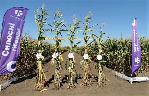 Аграріям розкажуть про переваги гібридів кукурудзи бренду UNIVERSEED Рис.1