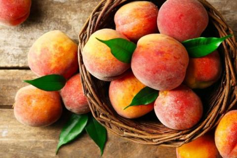 На Львівщині фермер вирощує 36 сортів персика Рис.1