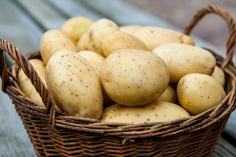 На Волині зареєстрували першого виробника насіннєвої картоплі Рис.1