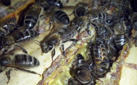 Пасічник вивів породу бджіл, які не кусаються Рис.1