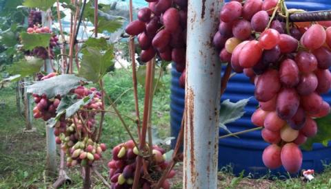 Рожевий секрет виноградника на Дніпропетровщині Рис.1