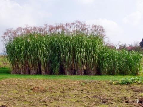 Слонова трава може стати новим джерелом етанолу Рис.1