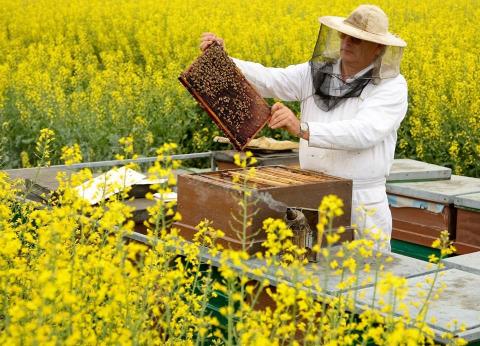Українська степова бджола стала фаворитом серед вітчизняних пасічників Рис.1