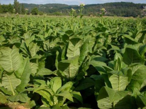 Вирощування тютюну може стати вигідним бізнесом для невеликих землевласників Рис.1