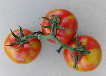 ЄС оголосив карантинним вірус коричневої зморшкуватості плодів томатів Рис.1